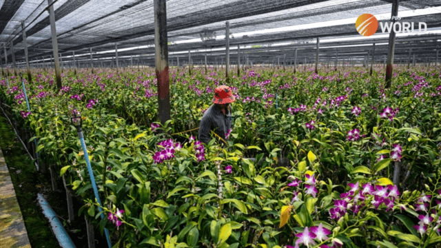Bio-circular-green economy: Good for the World, Good for the Country Bio-circular-green economy: Good for the World, Good for the Country