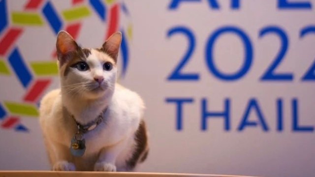 “Nuan” the cat chosen as Thailand’s mascot for APEC Summit “Nuan” the cat chosen as Thailand’s mascot for APEC Summit
