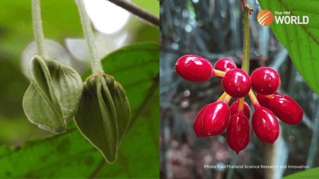 Rare species of flowering plant found in the jungles of Narathiwat province Rare species of flowering plant found in the jungles of Narathiwat province