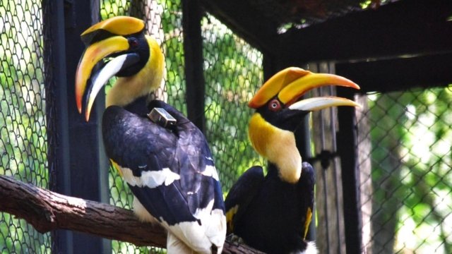 Two great hornbills released into the wild in Lampang Two great hornbills released into the wild in Lampang