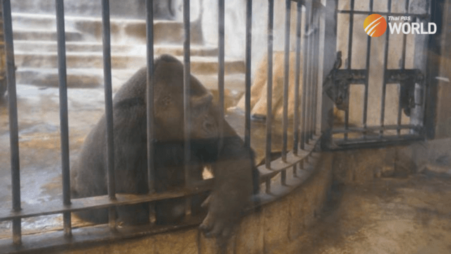 Will Bua Noi finally leave her cage in Bangkok mall after global outcry? Will Bua Noi finally leave her cage in Bangkok mall after global outcry?