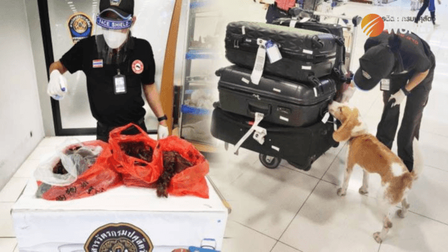 Trained sniffer dogs uncover smoked bats smuggled from China