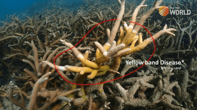 Yellow-band disease affecting corals in Gulf of Thailand