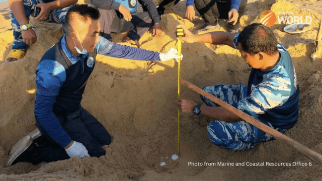 Second Leatherback turtle nest found on Phang-nga beach