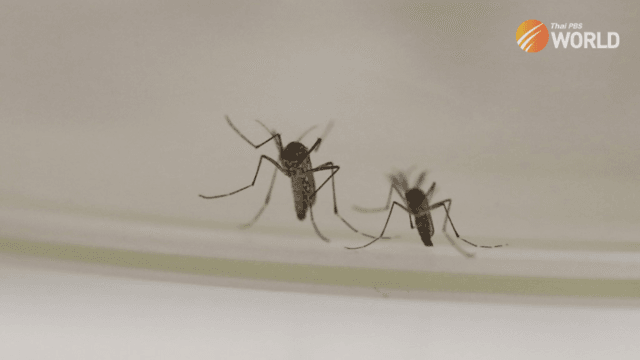 Super-resistant mosquitoes in Asia pose growing threat: study