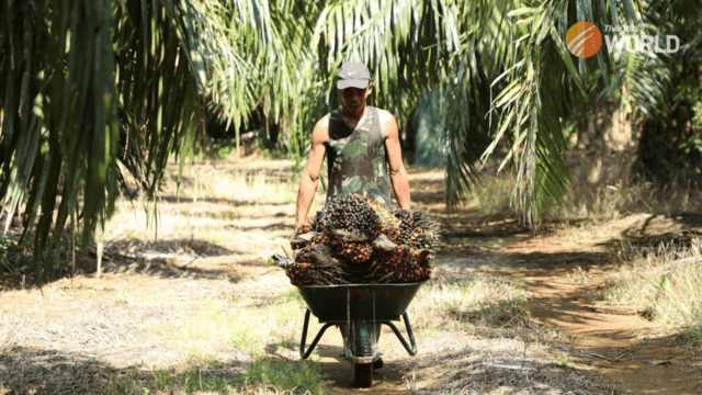 Why Malaysia is considering a ban on palm oil exports to the European Union Why Malaysia is considering a ban on palm oil exports to the European Union
