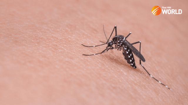 Malaria and dengue fever cases likely to increase this year in Thailand Malaria and dengue fever cases likely to increase this year in Thailand