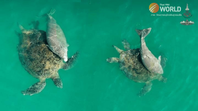 Green sea turtle helps nurture a baby dugong in Dong Tarn Bay area Green sea turtle helps nurture a baby dugong in Dong Tarn Bay area