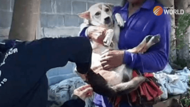 Rabies scare in Maha Sarakham province Rabies scare in Maha Sarakham province