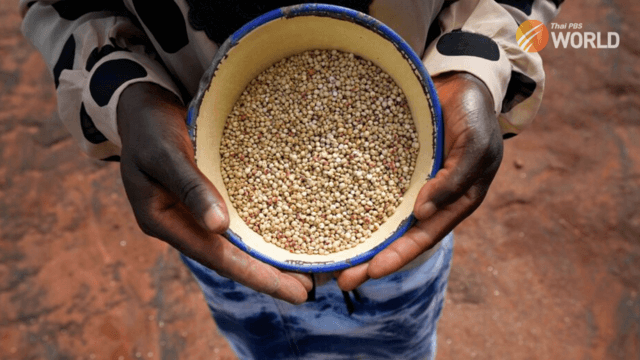 UN eyes revival of millets as global grain uncertainty grows UN eyes revival of millets as global grain uncertainty grows