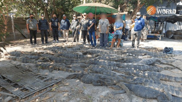 Man arrested with 30 live monitor lizards and a large quantity of reptile flesh
