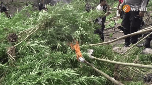 Indonesian police burn 11 hectare marijuana plantation Indonesian police burn 11 hectare marijuana plantation