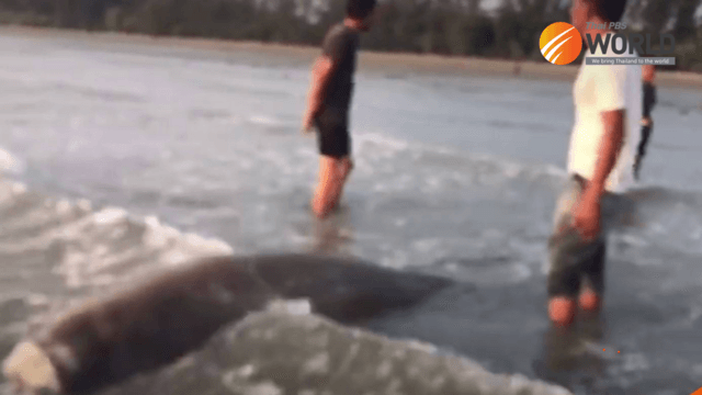 Decapitated Dugong found on beach in Krabi province Decapitated Dugong found on beach in Krabi province