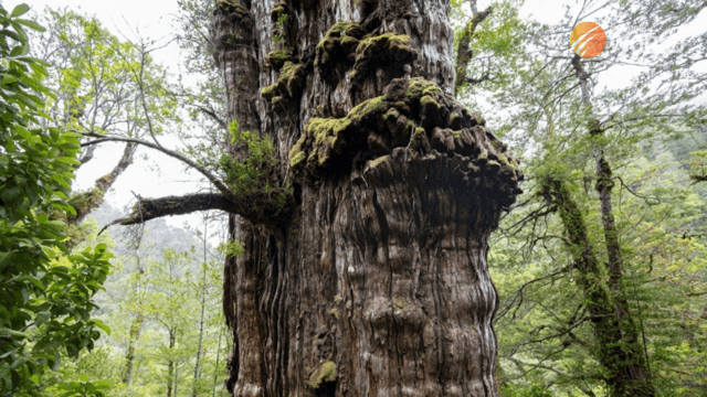 World's 'oldest' tree able to reveal planet's secrets World's 'oldest' tree able to reveal planet's secrets