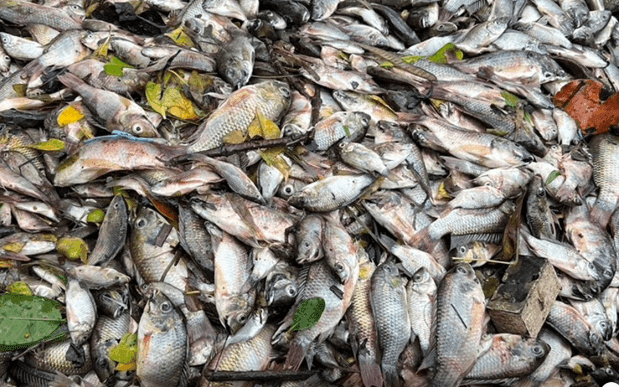 Campaign to rid Samut Prakan of Blackchin tilapia Campaign to rid Samut Prakan of Blackchin tilapia