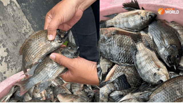 Fisheries chief vows probe into Blackchin Tilapia invasion