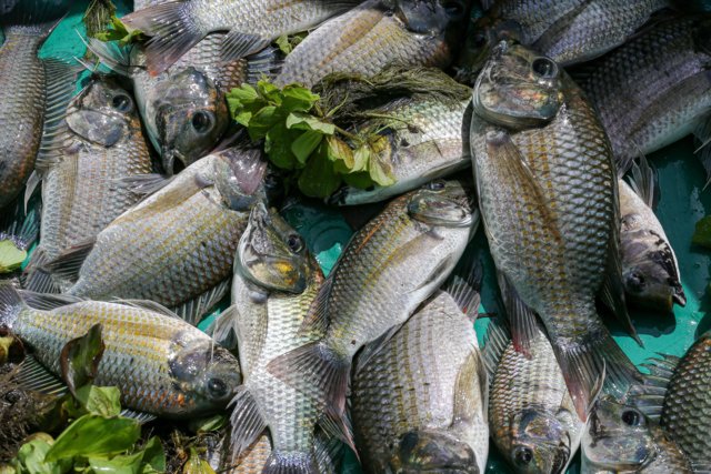 75 trade representatives appointed to buy Blackchin tilapia