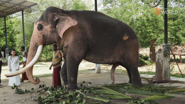 Second Thai elephant in Sri Lanka in good shape