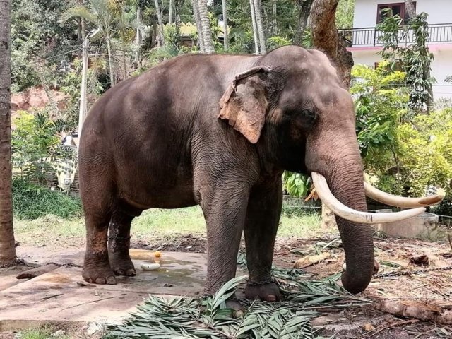 Thai elephant in Sri Lanka suddenly moved to unknown location