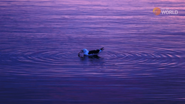 How Japan plans to release Fukushima water into the ocean