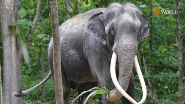 Thai King takes elephant Sak Surin under his patronage