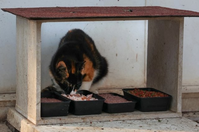 Viral disease killing felines on 'cat island' Cyprus