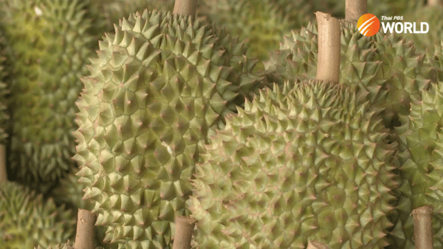 US$2.8Bn worth of Thai durian exported to China in four months