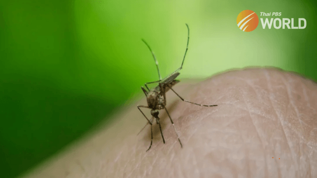 Chiang Mai launches campaign to curb dengue fever