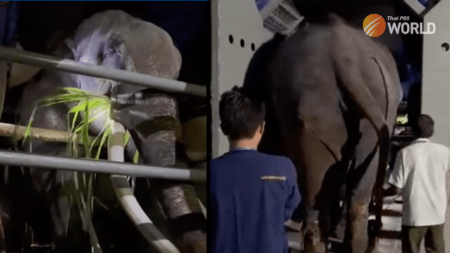 Seven days until ailing Thai elephant is flown back from Sri Lanka