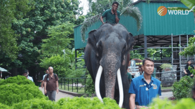 Everything ready for ailing Thai elephant’s arrival from Sri Lanka on July 2nd
