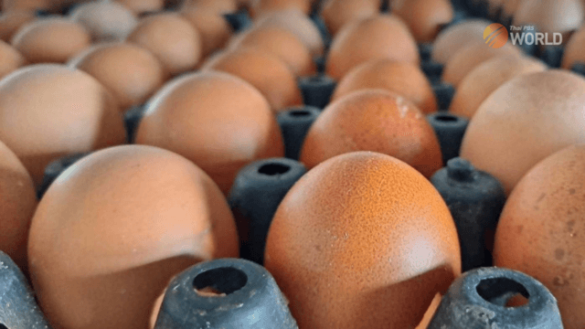 Ex-farm chicken eggs to go up to 4 baht each from Friday Ex-farm chicken eggs to go up to 4 baht each from Friday