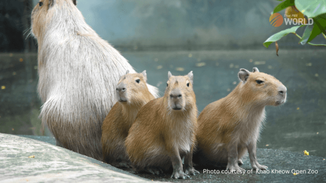 Three new capybara at Khao Kheow open zoo