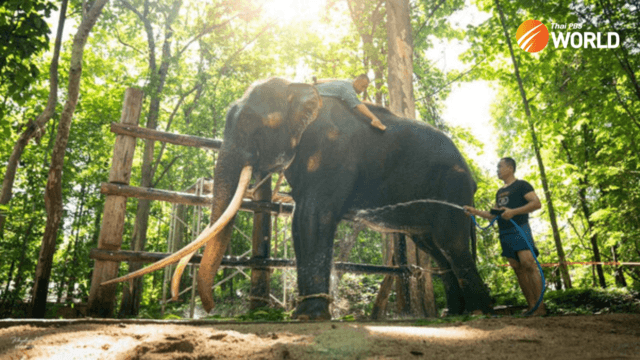 Fans of Sak Surin can visit the elephant from mid-August