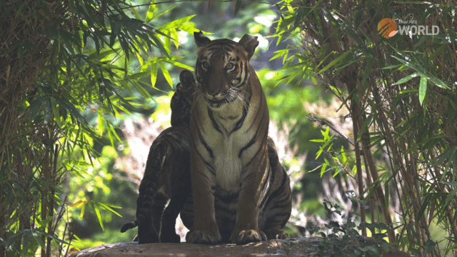 Guardians of The Forest: Fading Stripes Guardians of The Forest: Fading Stripes
