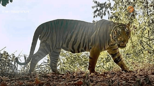 Thailand’s wild tigers have doubled in number 189 since 2014 Thailand’s wild tigers have doubled in number 189 since 2014