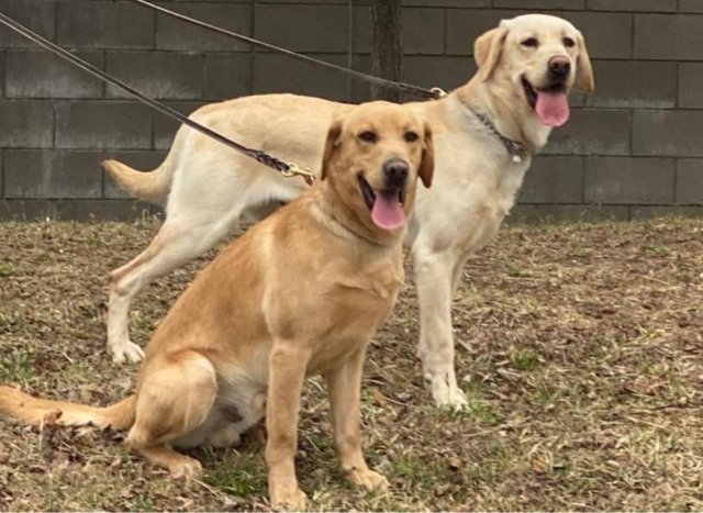 Kanoon and Durian join K-9 customs department team Kanoon and Durian join K-9 customs department team