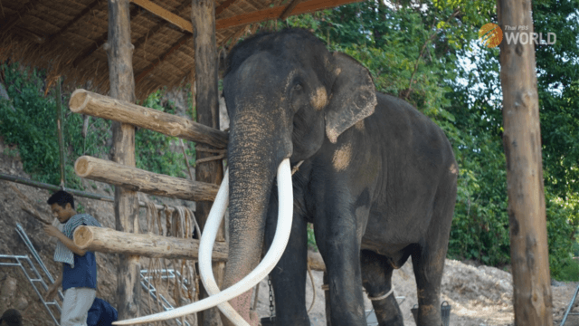 Sak Surin moved to new home in the Thai Elephant Conservation Centre Sak Surin moved to new home in the Thai Elephant Conservation Centre