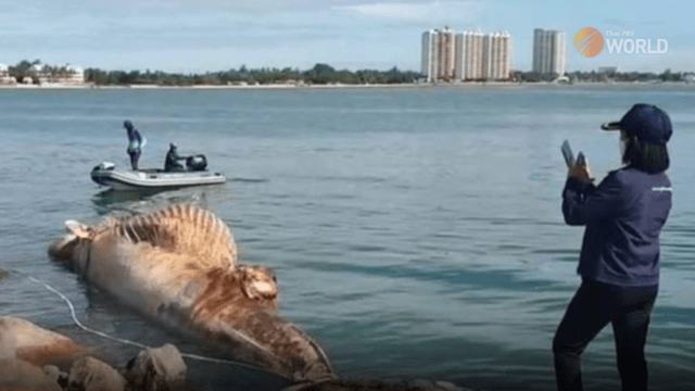 Dead Bryde’s whale towed ashore in Cha-am district for examination