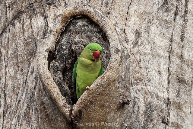 Alexandrine parakeets in Nonthaburi temple saved Alexandrine parakeets in Nonthaburi temple saved