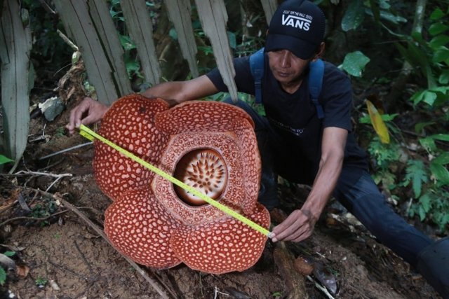 Most species of 'world's largest flower' risk extinction: study