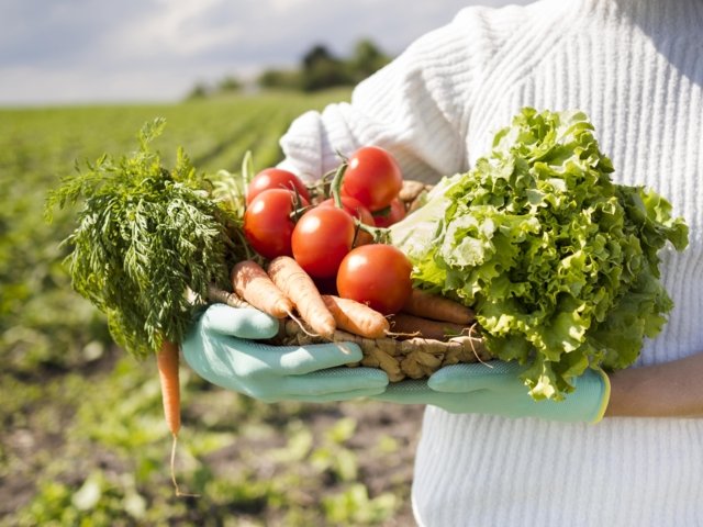 Is organic farming the solution to Thai school lunch crisis?