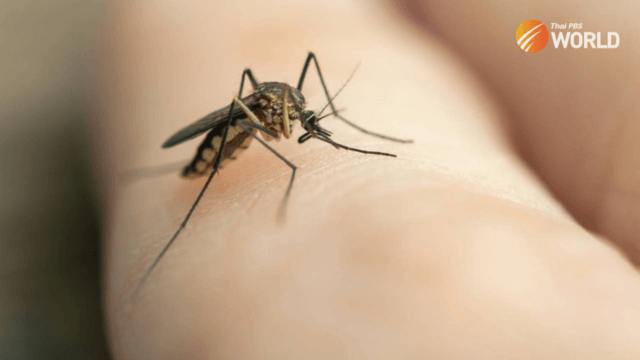 Dengue fever infections increase by about 300% this year