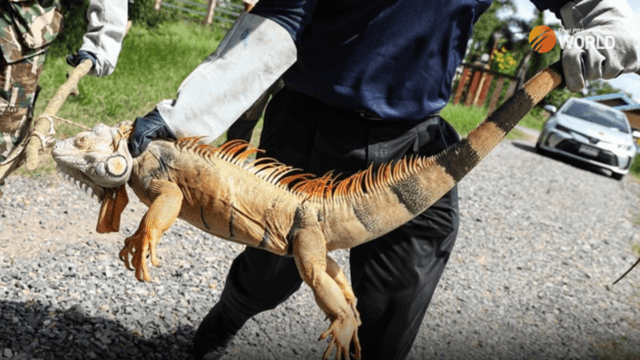 Thailand bans import of iguanas, effective from November 17
