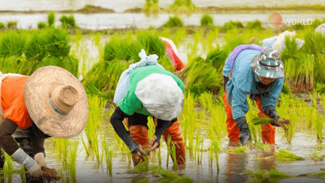 Rice farmers will get Bt20,000 to delay sale of their crops Rice farmers will get Bt20,000 to delay sale of their crops