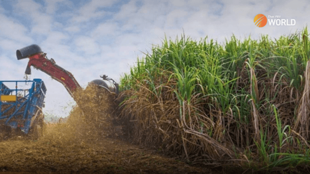 Subsidy approved to discourage sugarcane farmers from burning canes