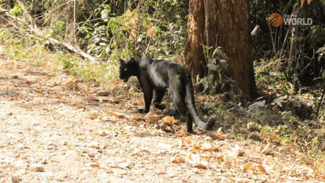 Panther sightings common on the way to Paneone Thung mountain