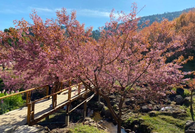 Wild Himalayan cherry trees cast a spell across Thailand's northern mountains