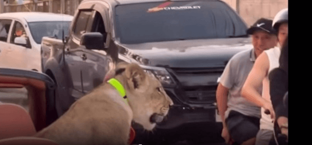 Big cat cruising Big cat cruising