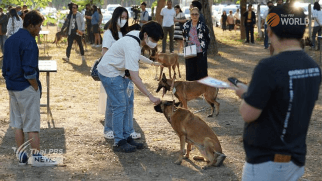 Military dogs which failed tests on auction at Military Dog Training Centre