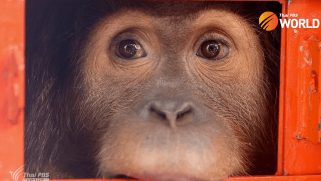 A heartfelt farewell as three smuggled young orangutans return home